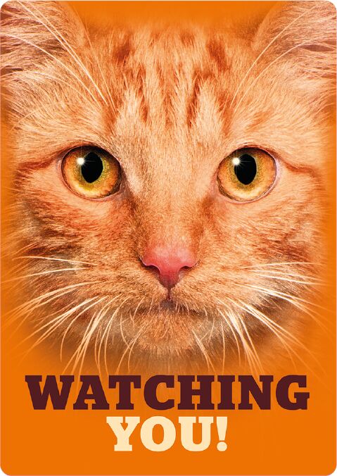 Plenty Gifts Sign Metal Orange Tabby Eyes (v)