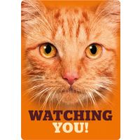 Plenty Gifts Sign Metal Orange Tabby Eyes (v)