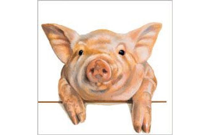 Plenty Gifts Kaart CS Peeking Pig