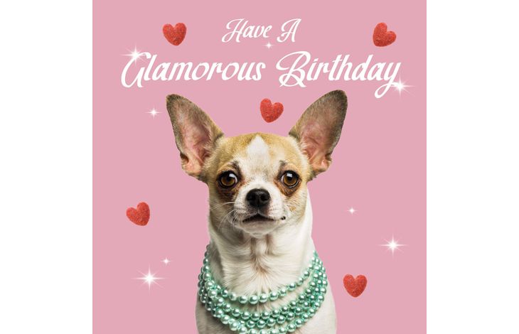 Plenty Gifts Kaart Glamorous Chihuahua