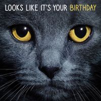 Plenty Gifts Kaart Black Cats Eyes Birthday