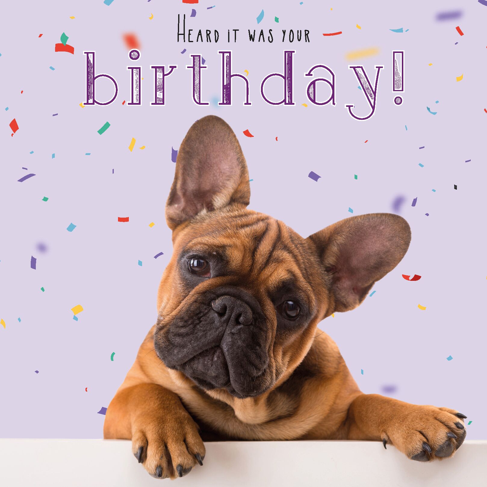 Plenty Gifts Kaart Frenchie Birthday