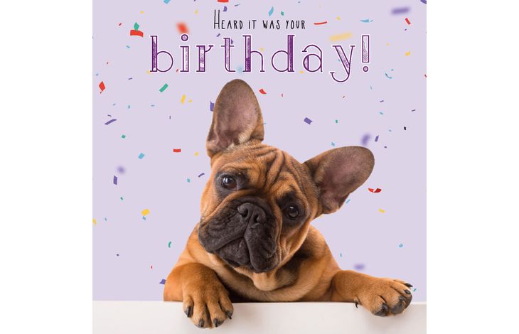 Plenty Gifts Kaart Frenchie Birthday