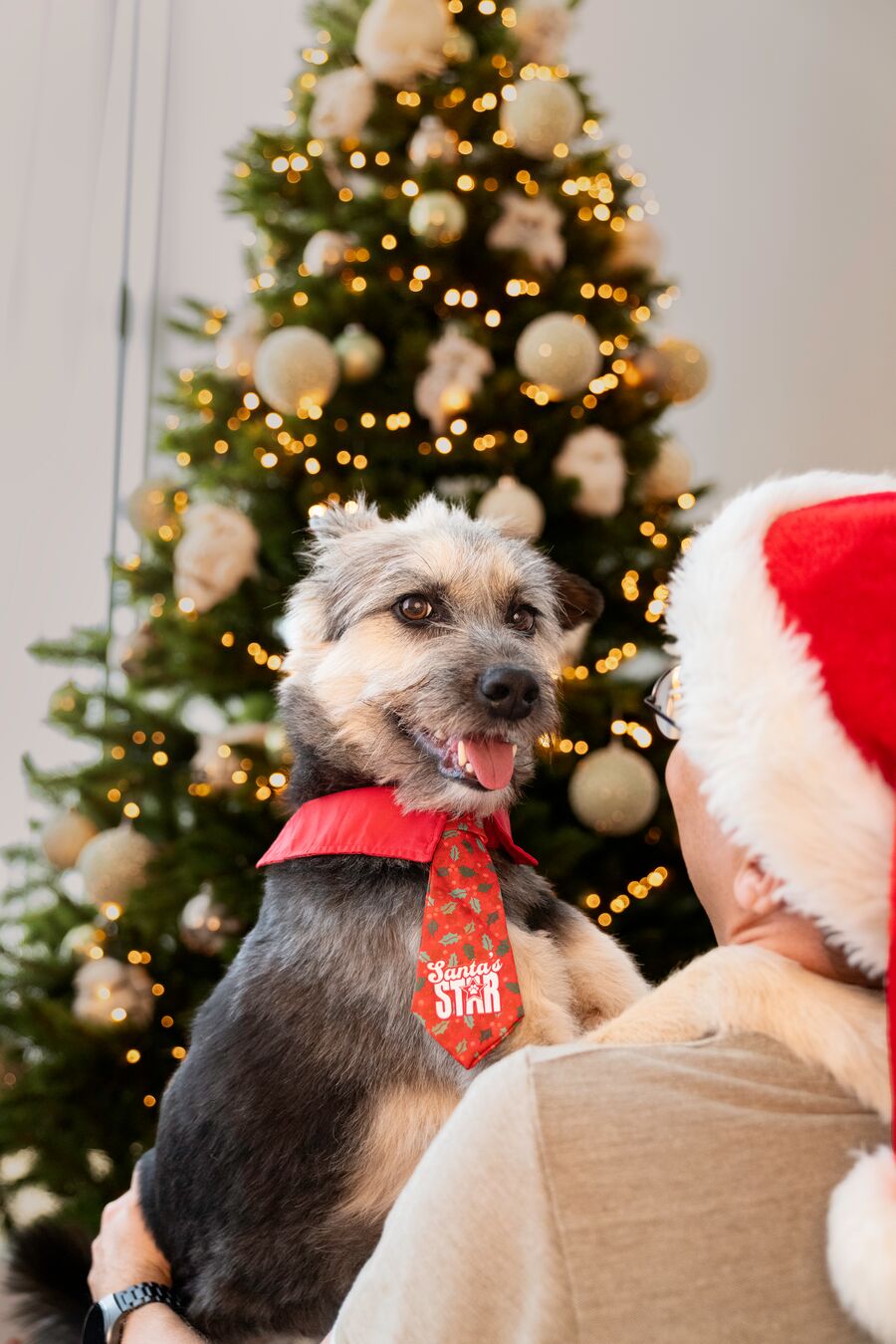Plenty Gifts Tie Xmas Santa's Star Holly Dog M