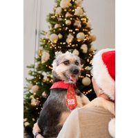 Plenty Gifts Tie Xmas Santa's Star Holly Dog M