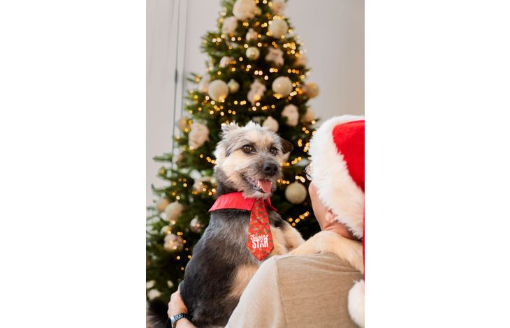 Plenty Gifts Tie Xmas Santa's Star Holly Dog M