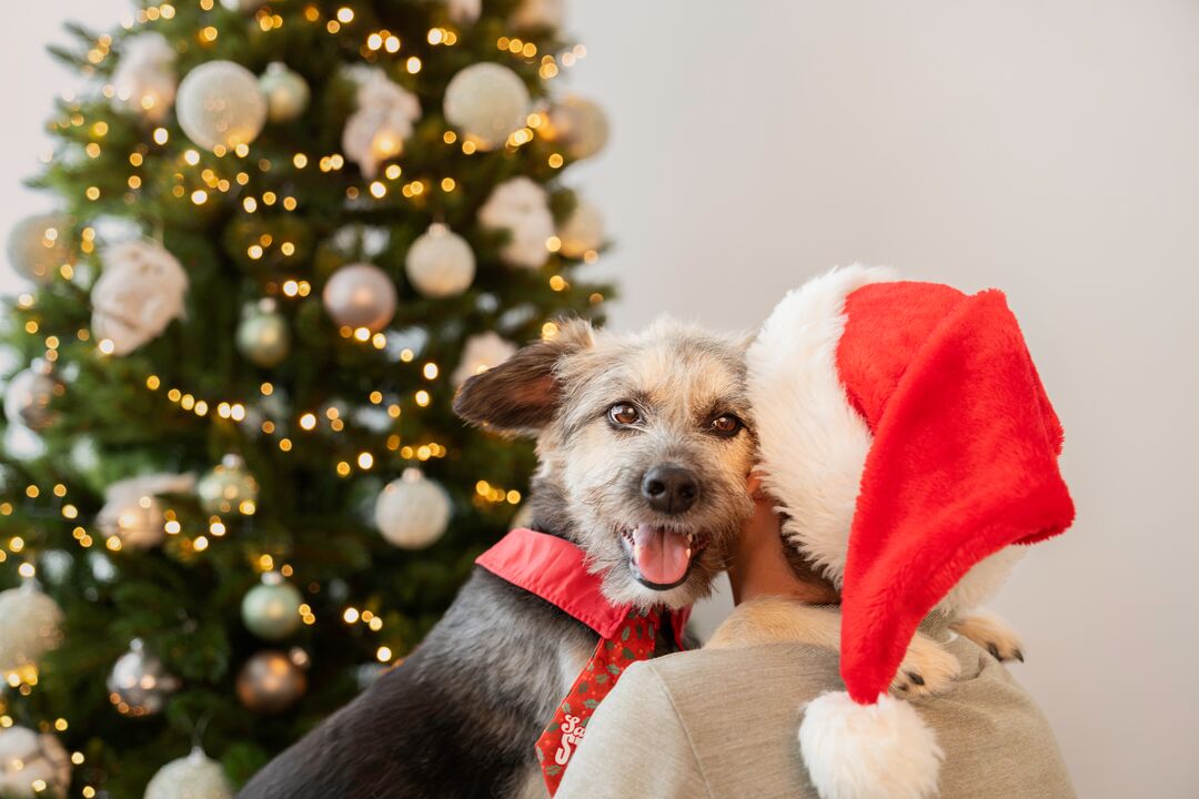 Plenty Gifts Tie Xmas Santa's Star Holly Dog M