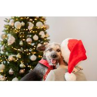 Plenty Gifts Tie Xmas Santa's Star Holly Dog M