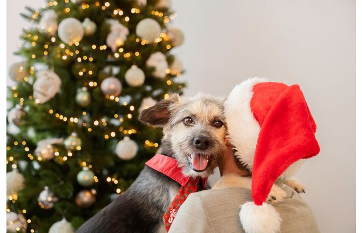 Plenty Gifts Tie Xmas Santa's Star Holly Dog M