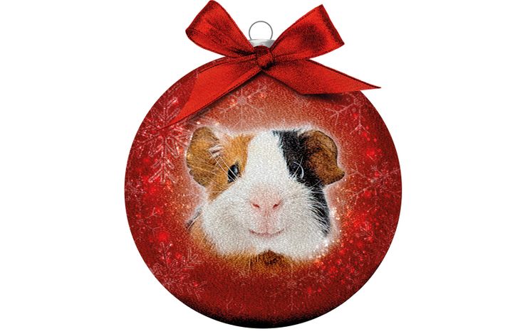 Plenty Gifts Bauble Xmas Frosted Guinea Pig