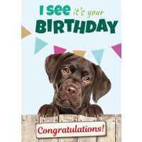 Plenty Gifts Kaart A5 I See It's Your Bday Lab (v)