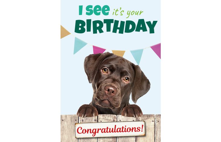 Plenty Gifts Kaart A5 I See It's Your Bday Lab (v)