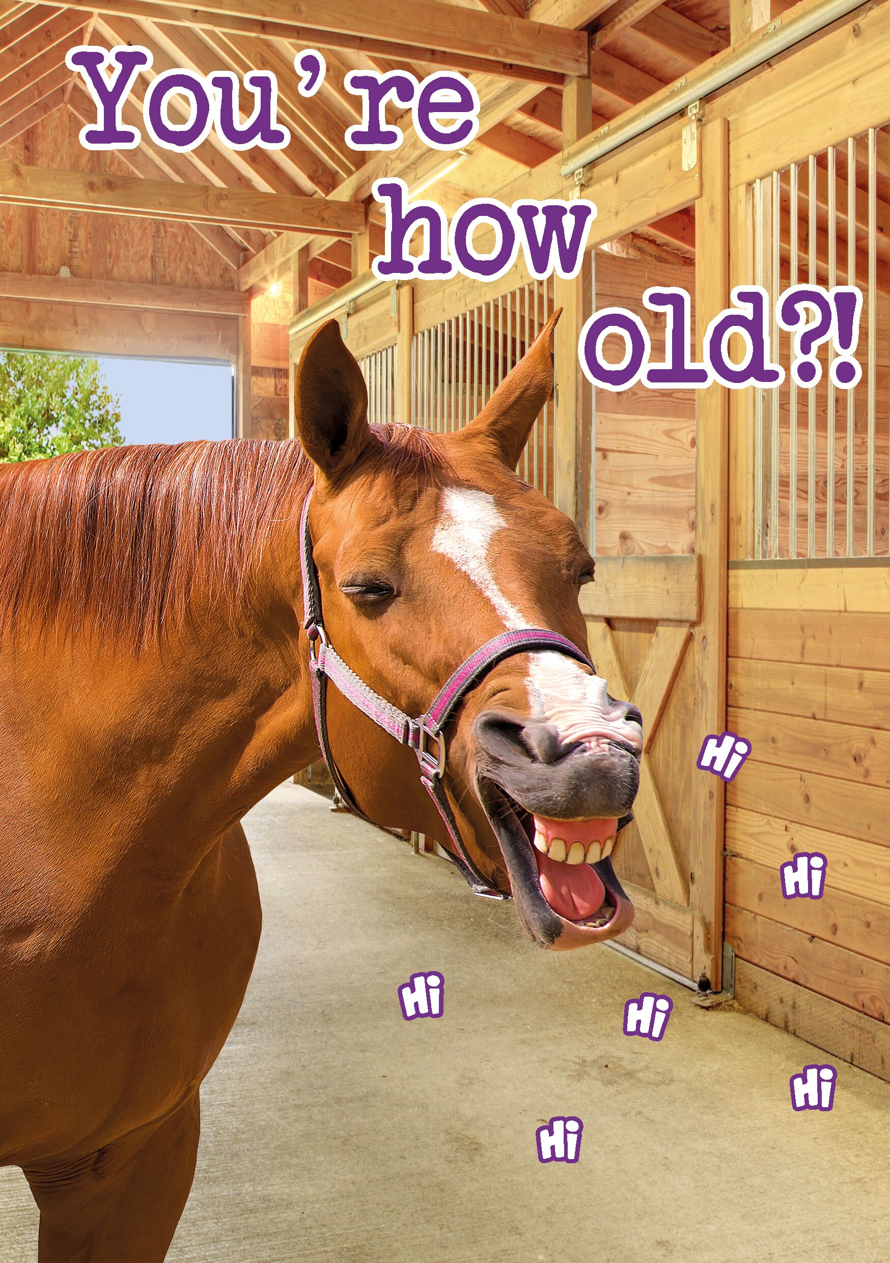 Plenty Gifts Kaart A5 Funny Horse (v)