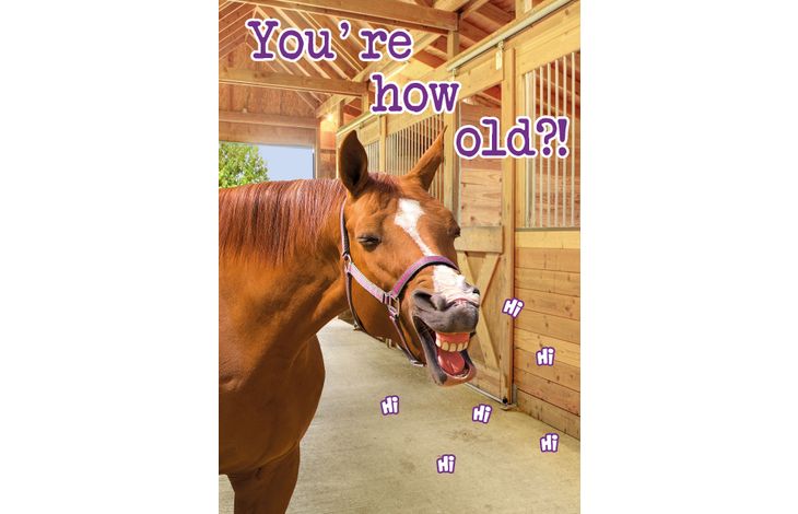 Plenty Gifts Kaart A5 Funny Horse (v)