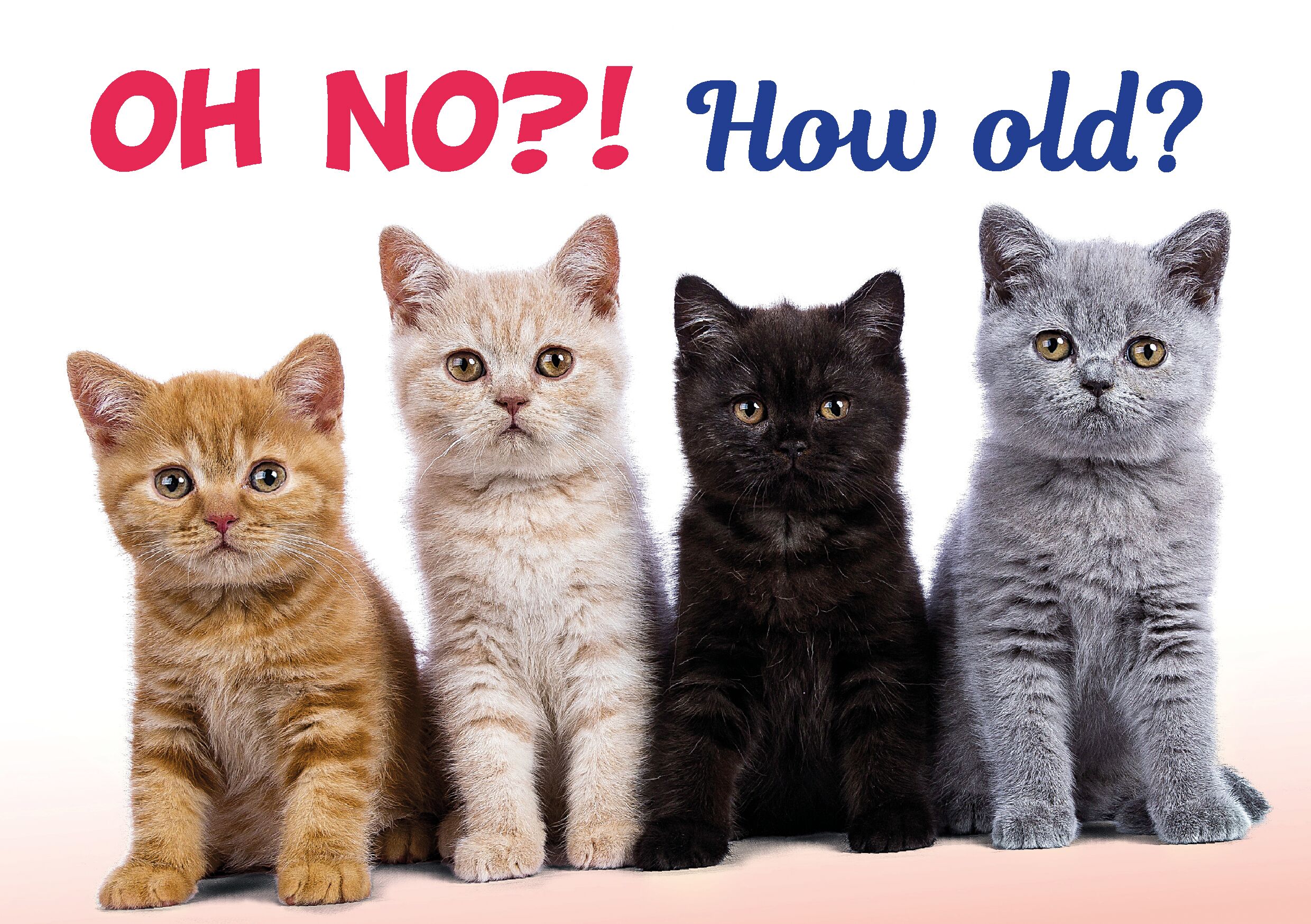 Plenty Gifts Kaart A5 How Old Cats (h)