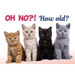 Kaart A5 How Old Cats (h)