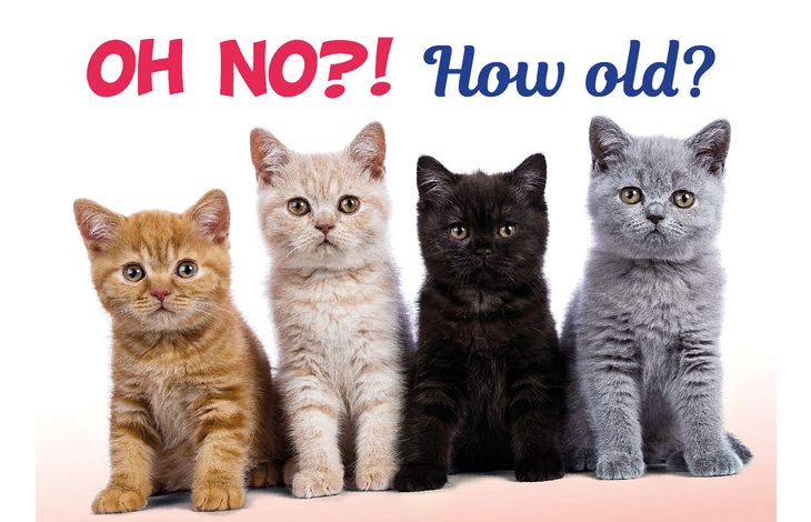Plenty Gifts Kaart A5 How Old Cats (h)