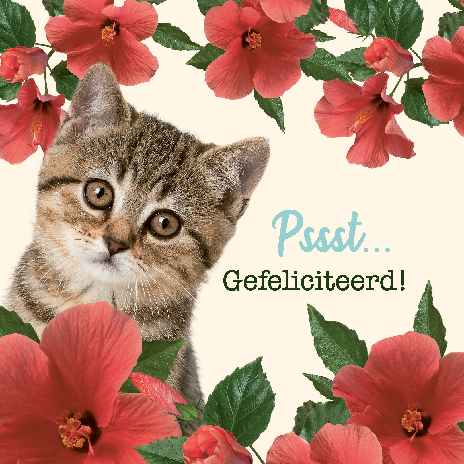 Plenty Gifts Kaart Gefeliciteerd Kitten