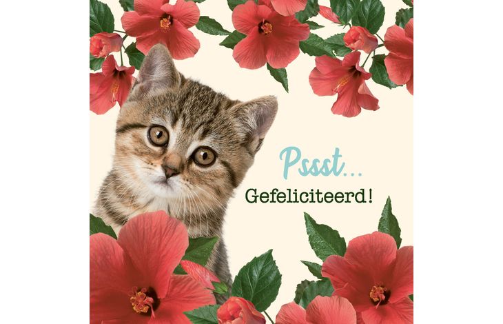 Plenty Gifts Kaart Gefeliciteerd Kitten