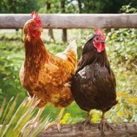 Plenty Gifts Kaart CS Chickens