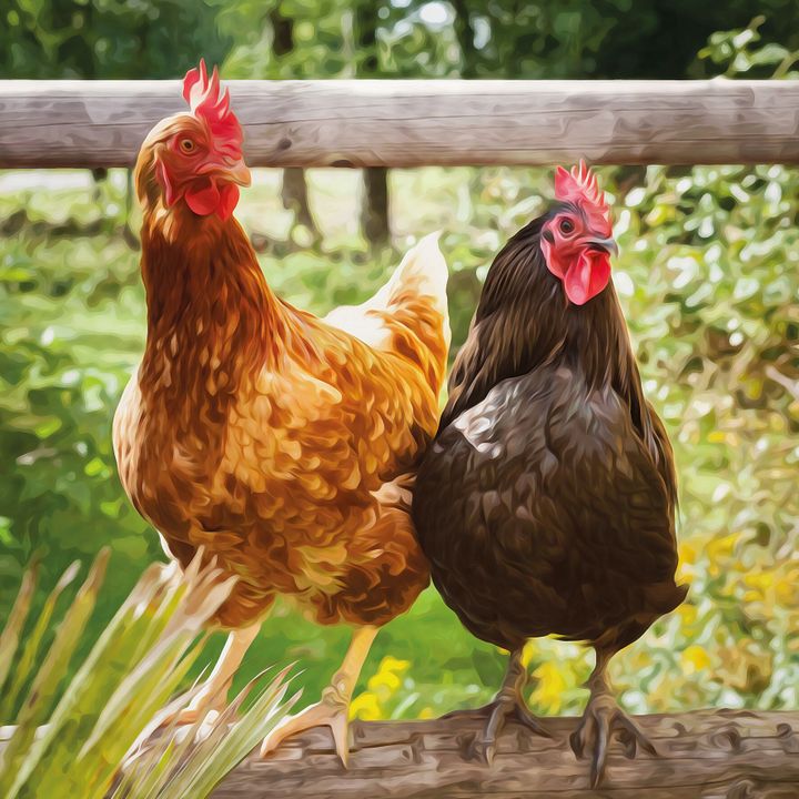 Kaart CS Chickens | 73093000 | Flamingo Pet Products