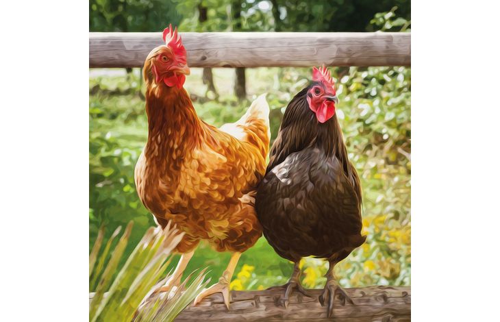 Plenty Gifts Kaart CS Chickens