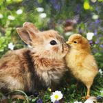 Kaart CS Rabbit And Chick