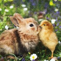 Plenty Gifts Kaart CS Rabbit And Chick