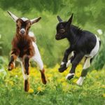 Kaart CS Baby Goats Jumping