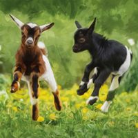 Plenty Gifts Kaart CS Baby Goats Jumping