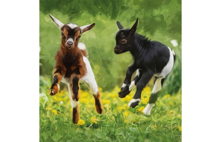 Plenty Gifts Kaart CS Baby Goats Jumping