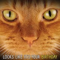 Plenty Gifts Kaart Ginger Cats Eyes Birthday