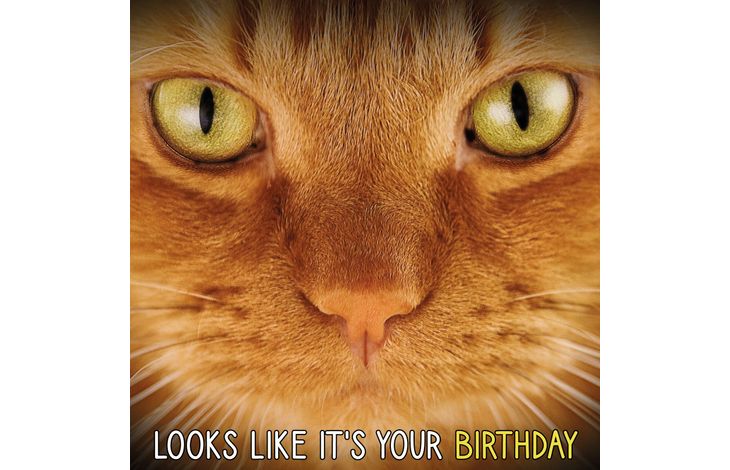 Plenty Gifts Kaart Ginger Cats Eyes Birthday