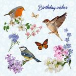 Kaart Birthday Wishes Birds
