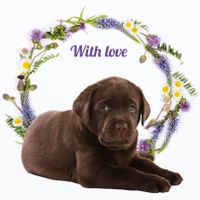 Plenty Gifts Kaart With Love Choc Lab