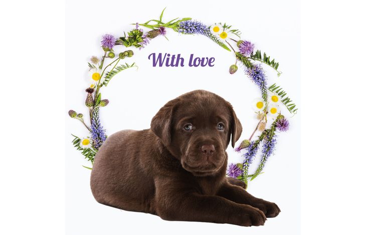 Plenty Gifts Kaart With Love Choc Lab
