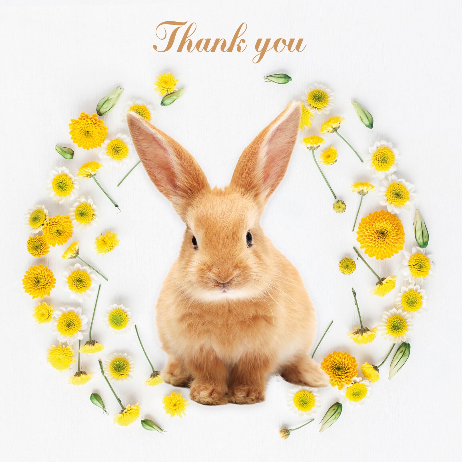 Plenty Gifts Kaart Thank You Rabbit