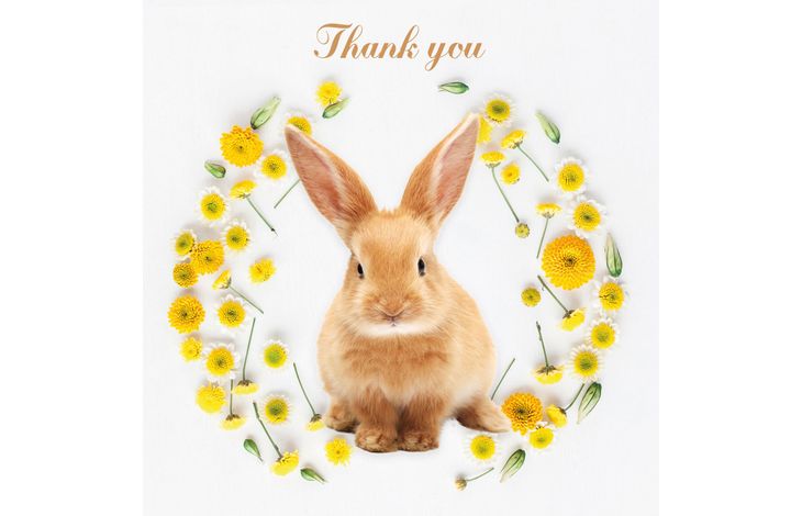 Plenty Gifts Kaart Thank You Rabbit