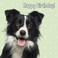 Plenty Gifts Kaart Happy Birthday Border Collie