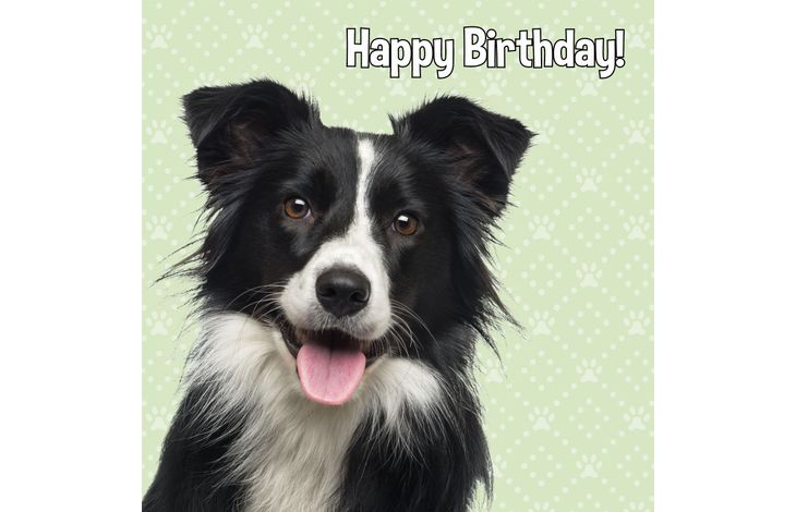 Plenty Gifts Kaart Happy Birthday Border Collie