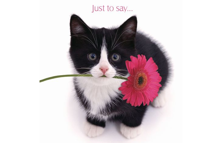 Plenty Gifts Kaart Just To Say