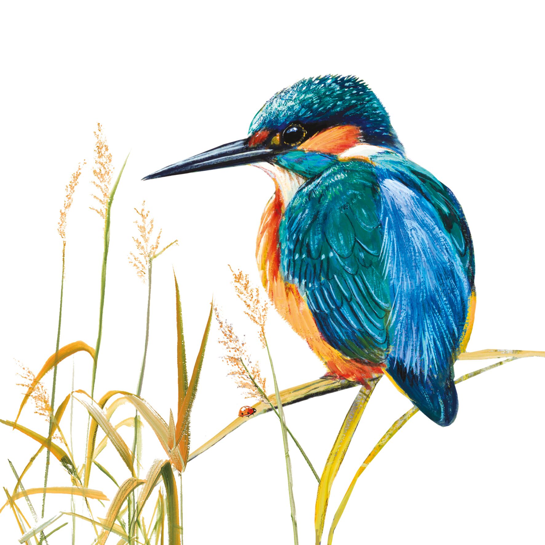 Plenty Gifts Kaart CS Kingfisher