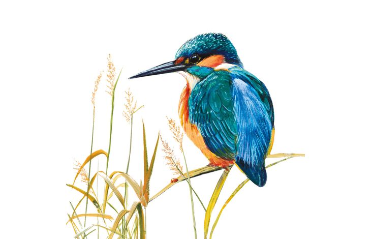 Plenty Gifts Kaart CS Kingfisher