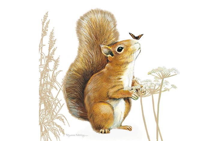 Plenty Gifts Kaart CS Squirrel