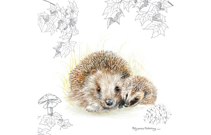 Plenty Gifts Kaart CS Hedgehogs