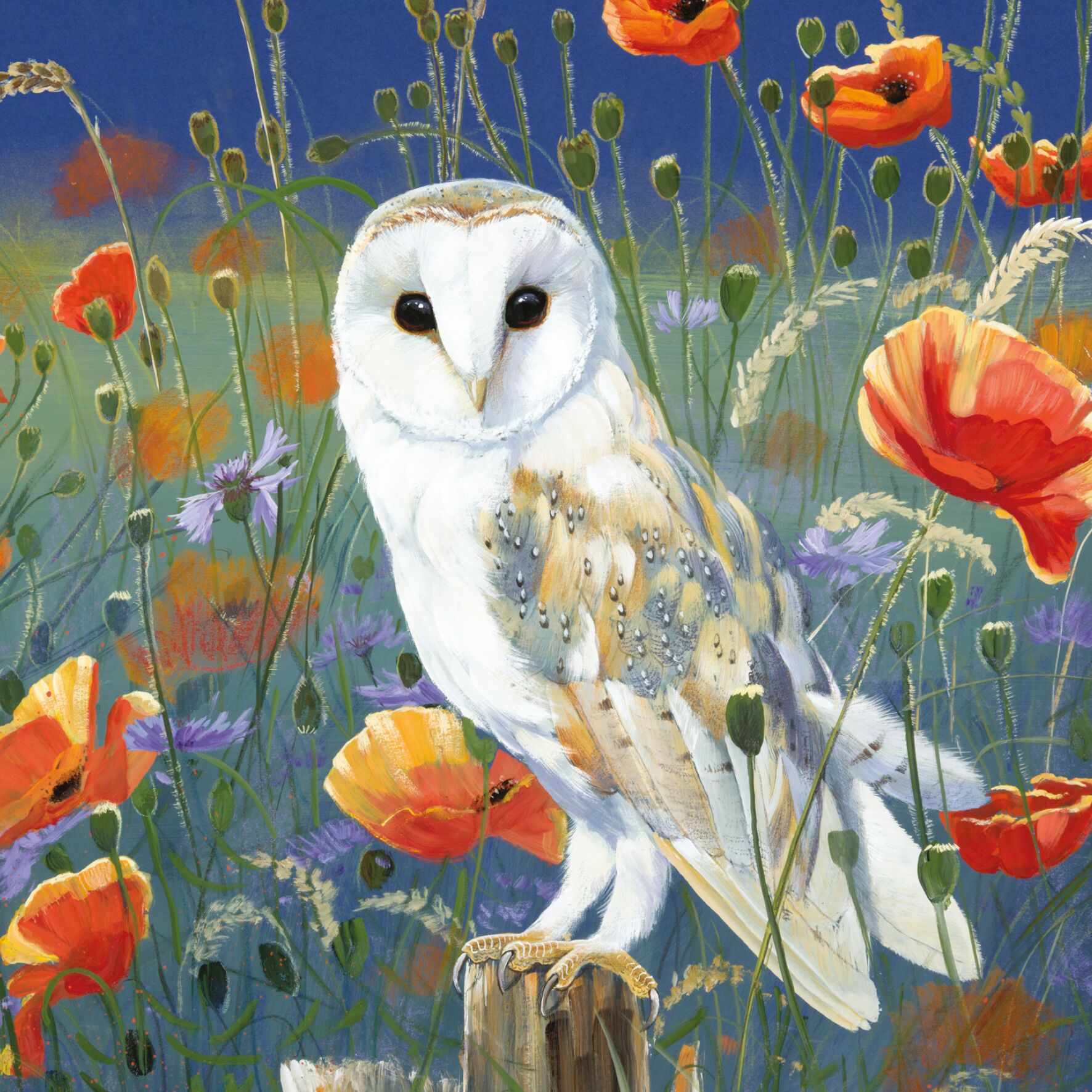 Plenty Gifts Kaart CS Watching And Waiting