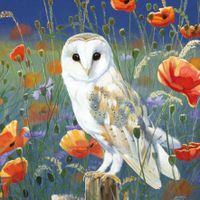 Plenty Gifts Kaart CS Watching And Waiting