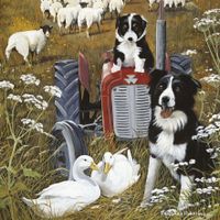 Plenty Gifts Kaart CS Ducks And Collies