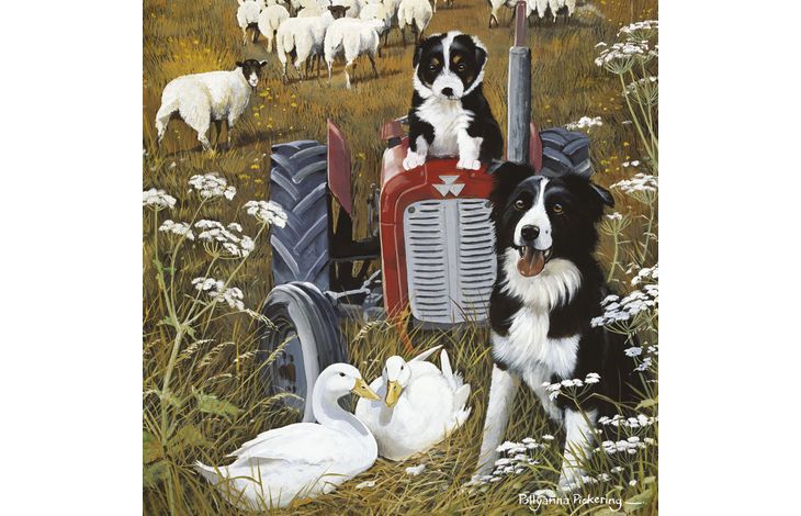 Plenty Gifts Kaart CS Ducks And Collies