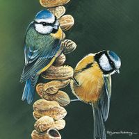 Plenty Gifts Kaart CS Blue Tits And Nuts